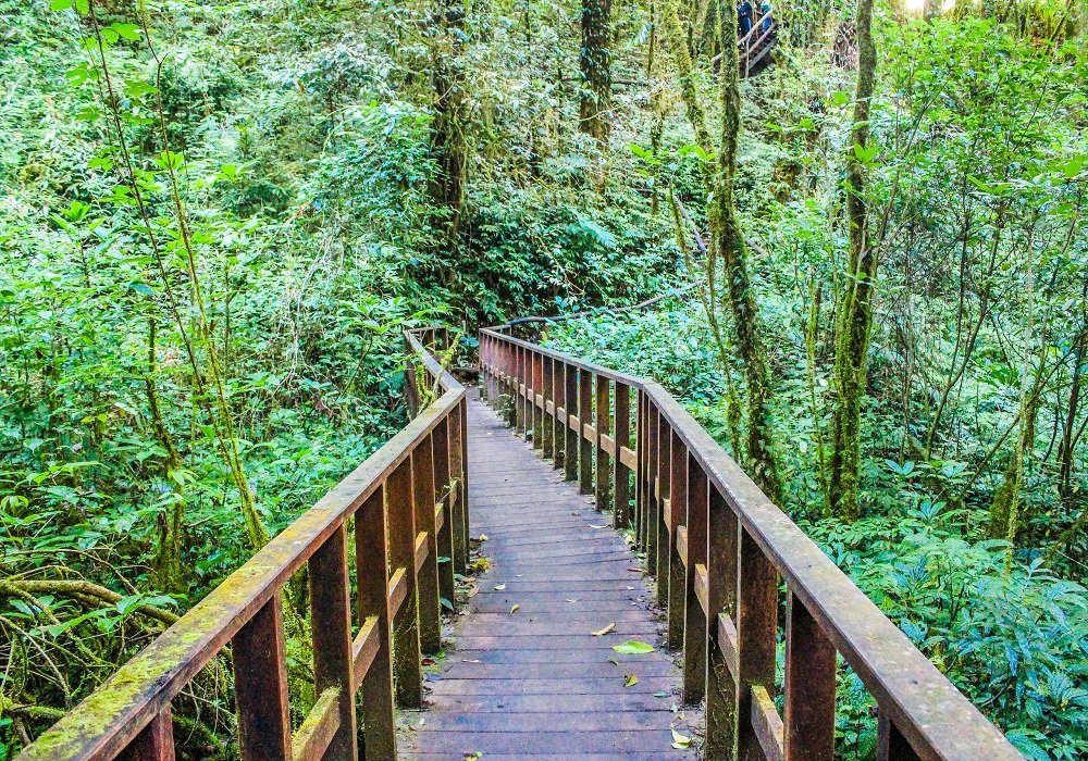 Green forest trail entrance styled for jungle theme party pathway