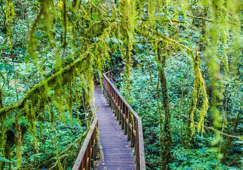 Dense rainforest greenery inspiring layered jungle backdrop decor