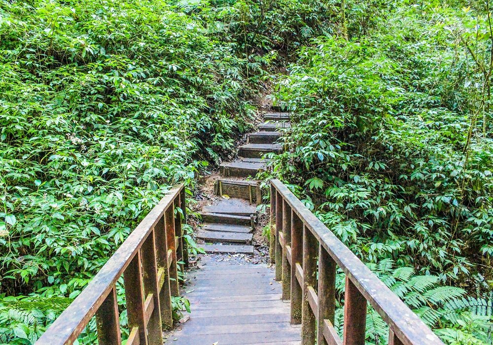 Wooden walkway through jungle used as themed party pathway inspiration
