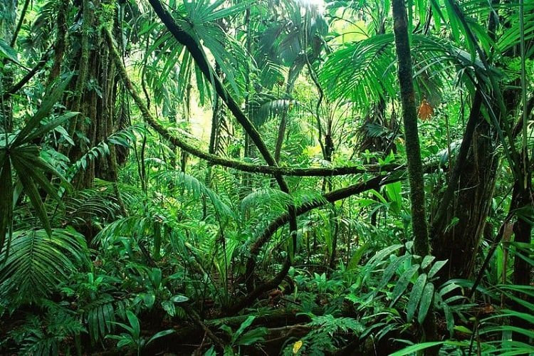 Lush jungle background styled for photo booth backdrop