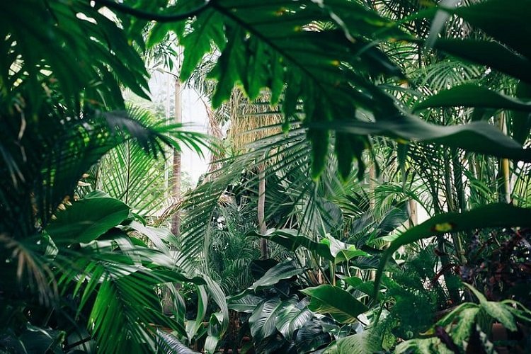 Deep green rainforest ambience for evening jungle party lighting
