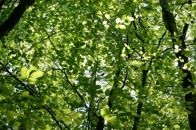 Dense green jungle leaf canopy styled as party decor inspiration