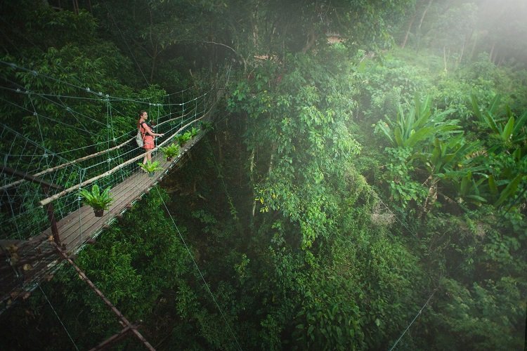 Forest trail and canopy walkway inspiring safari adventure games setup