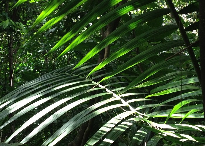 Layers of tropical rainforest leaves used in jungle theme backdrop styling