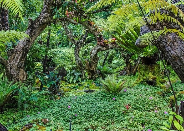 Lush tropical greenery that inspires jungle themed menu and table styling